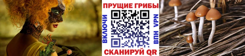 Псилоцибиновые грибы GOLDEN TEACHER  где купить наркоту  Пушкино 
